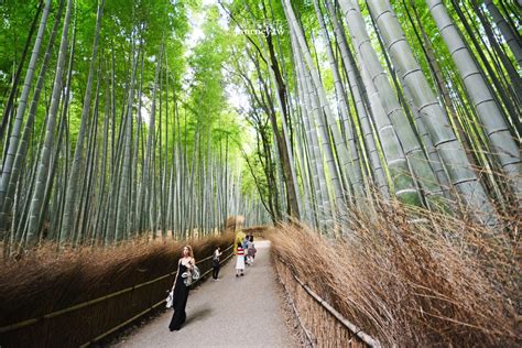 竹林很陰|嵯峨野竹林小徑・聆聽竹林中的隱藏版旋律